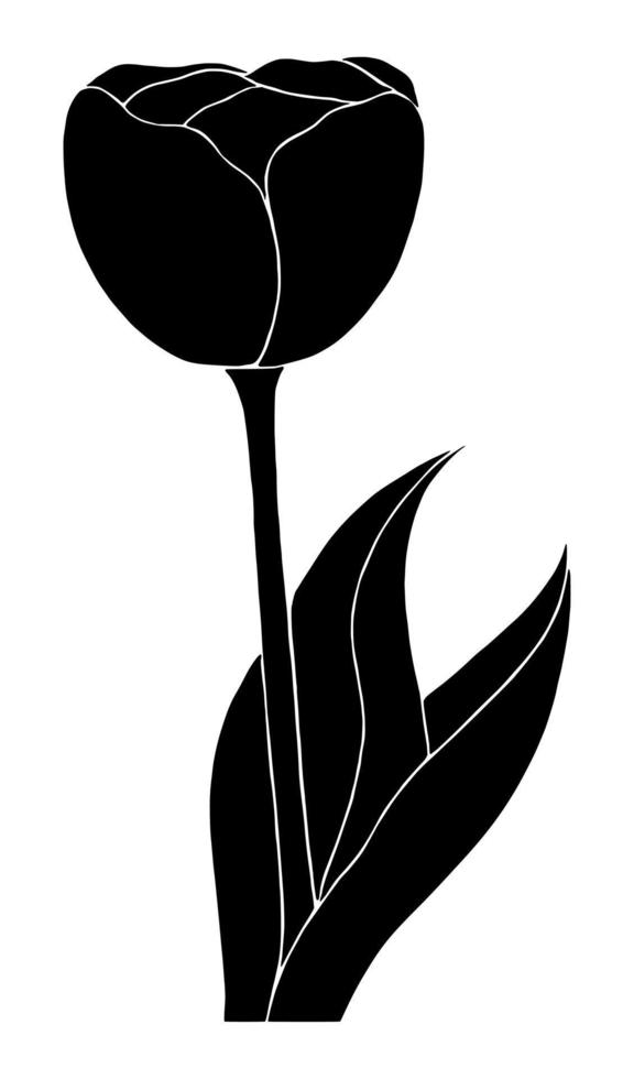 Tulip silhouette isolated on white background. Vector illustartion