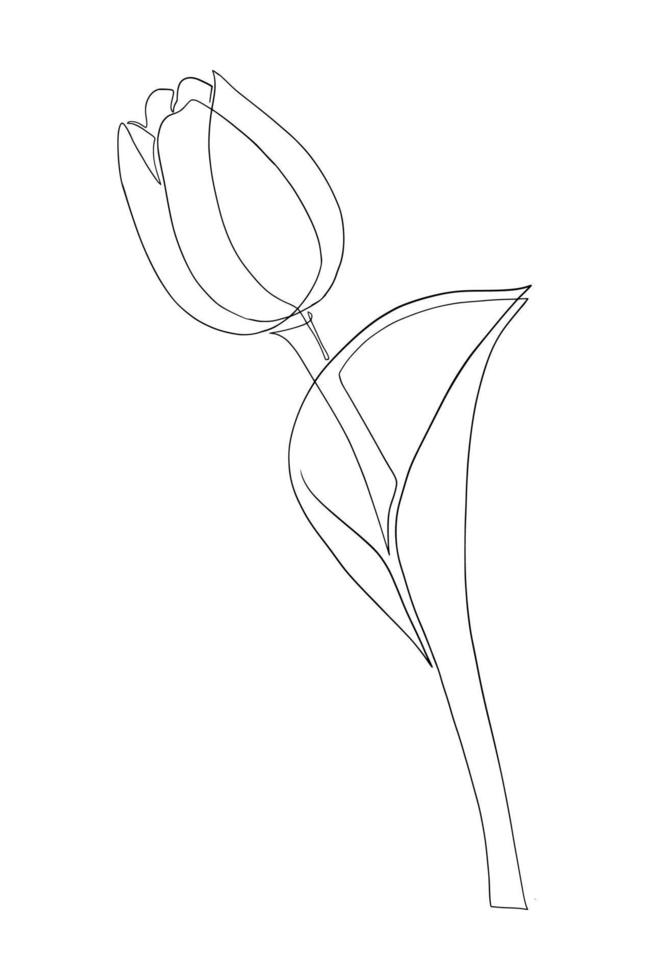 Tulips line art drawing vector