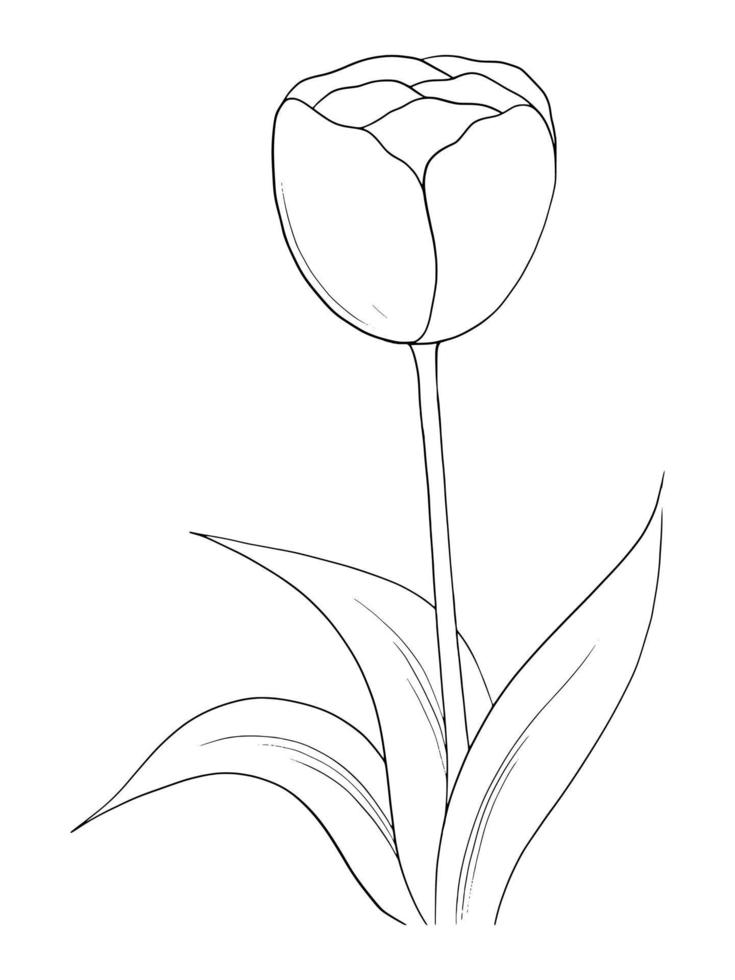Outline tulip flower isolated on white background vector