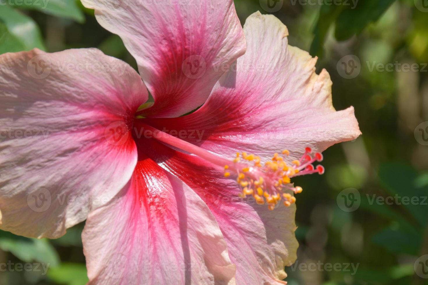 Pink hibiscus flower with beautiful petals and pollen blooming in the garden of Bangkok, Thailand photo