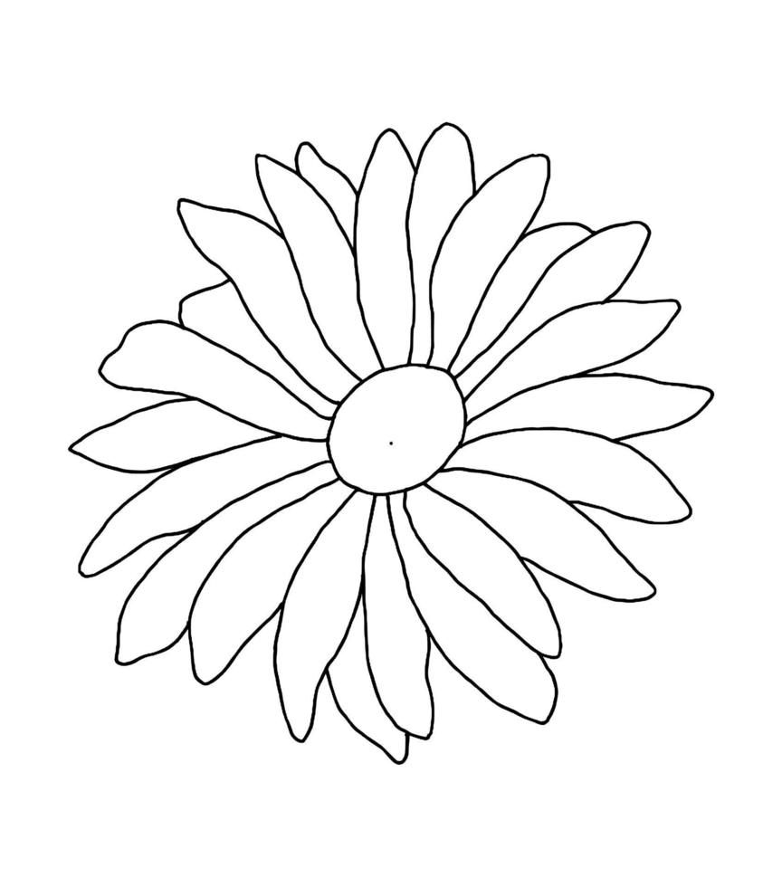 outline flower of daisy on white background vector