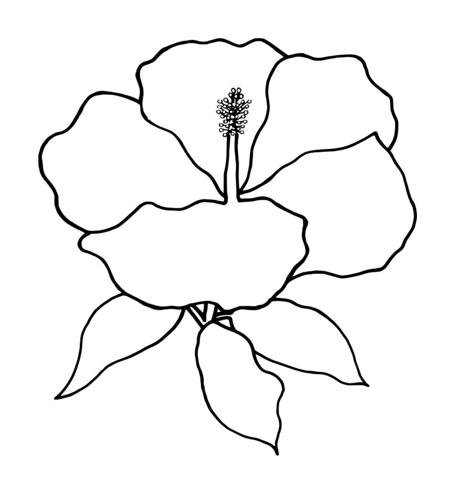 outline flower of hibicus on white background vector