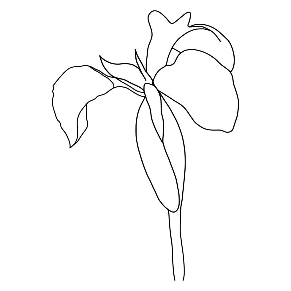 outline flower of iris on white background vector