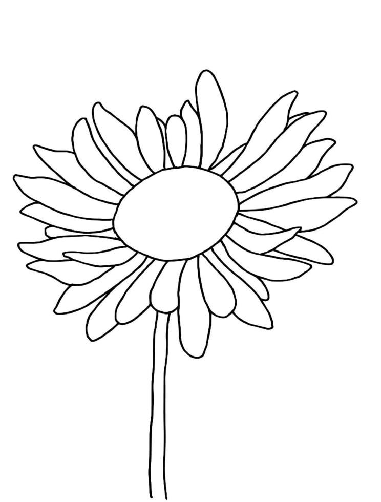 outline flower of daisy on white background vector