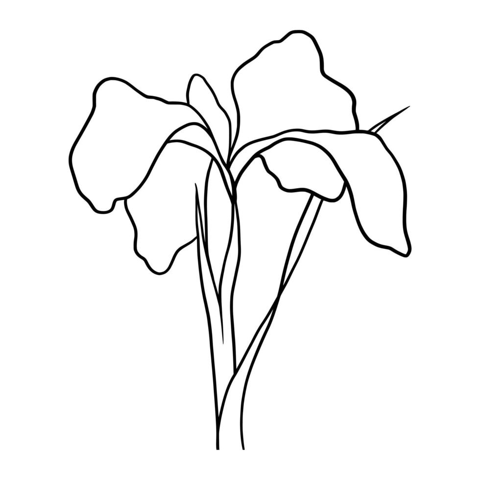 outline flower of iris on white background vector