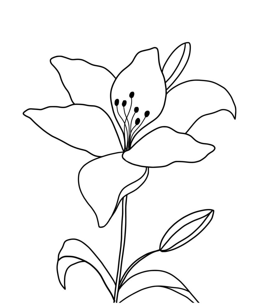 Outline flower of lily on white background. vector illustartion