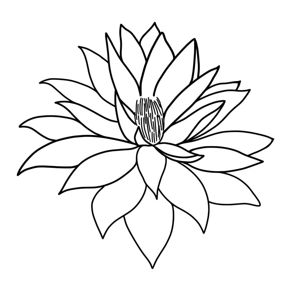 outline lotus flower isolated on white background. vector illustartion