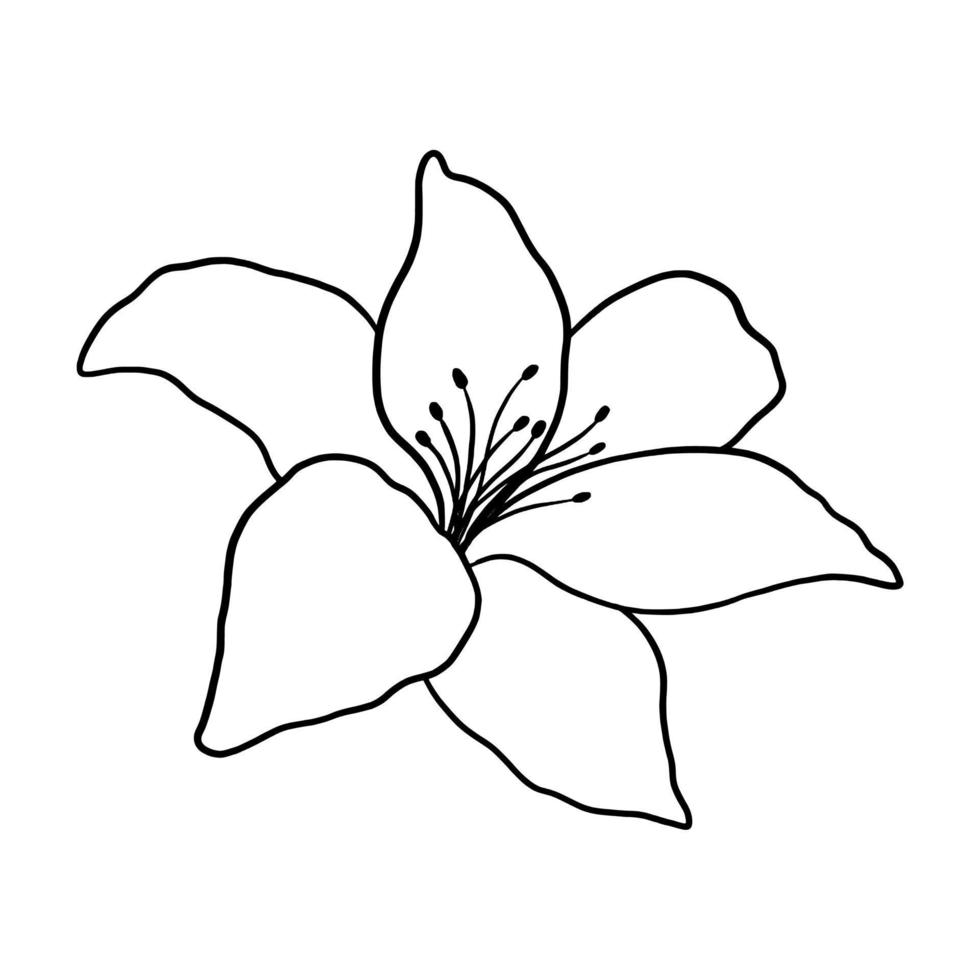 Outline flower of lily on white background. vector illustartion