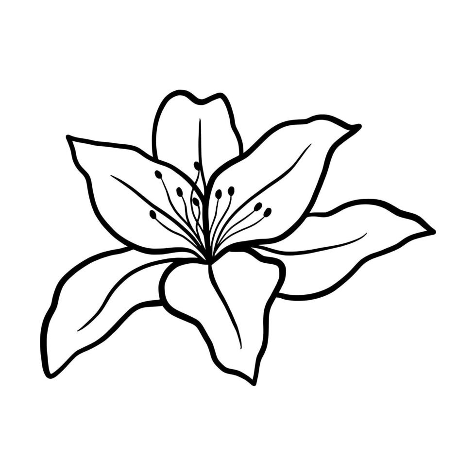 Outline flower of lily on white background. vector illustartion