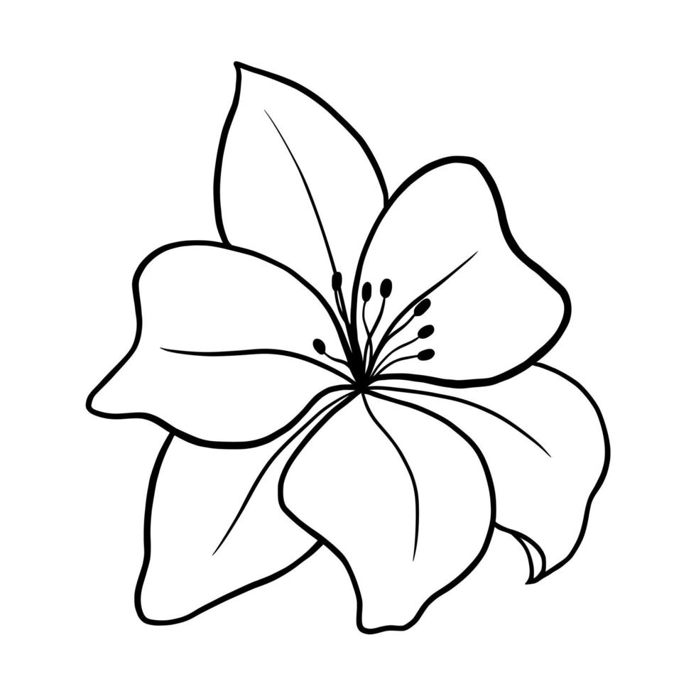 Outline flower of lily on white background. vector illustartion