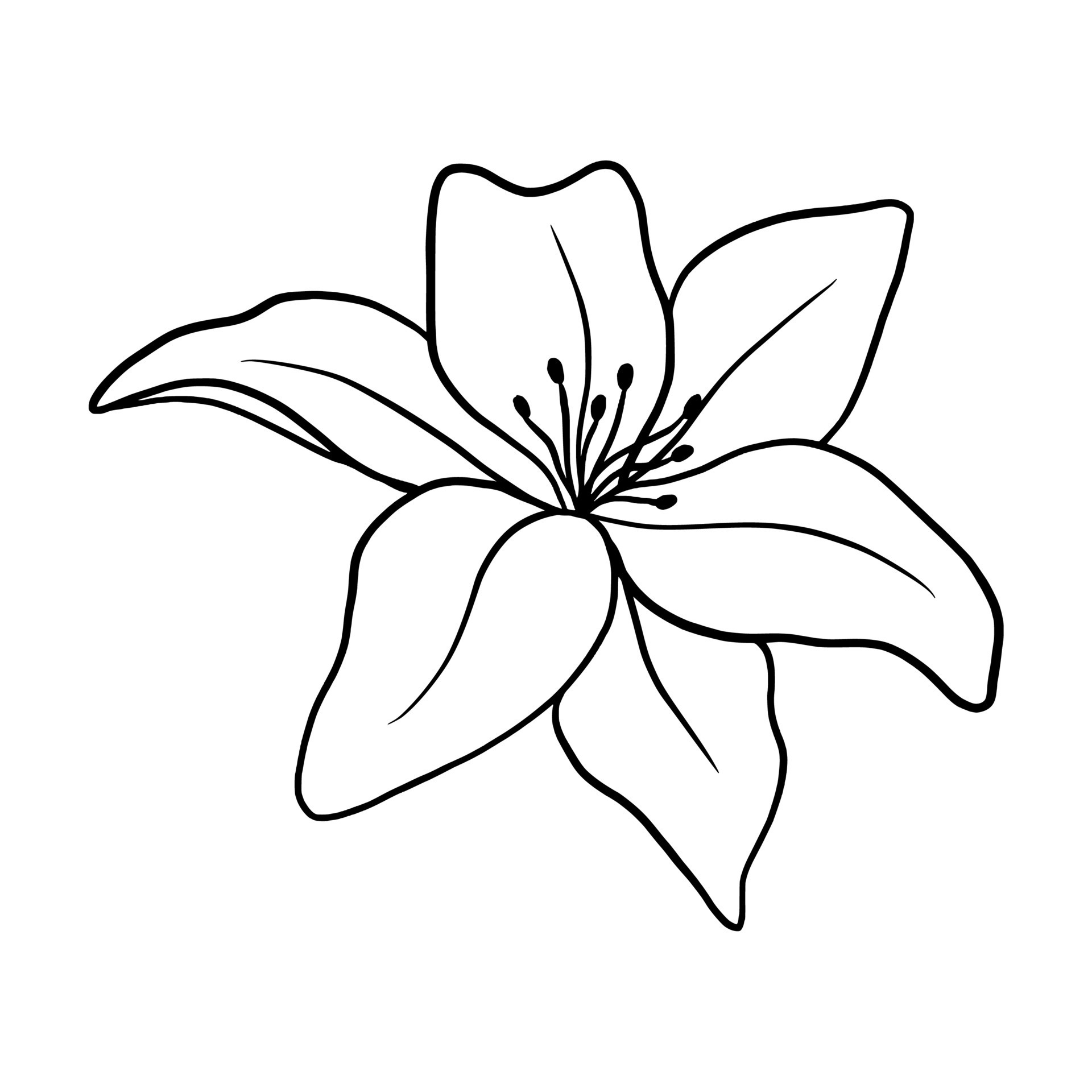 Outline flower of lily on white background. vector illustartion