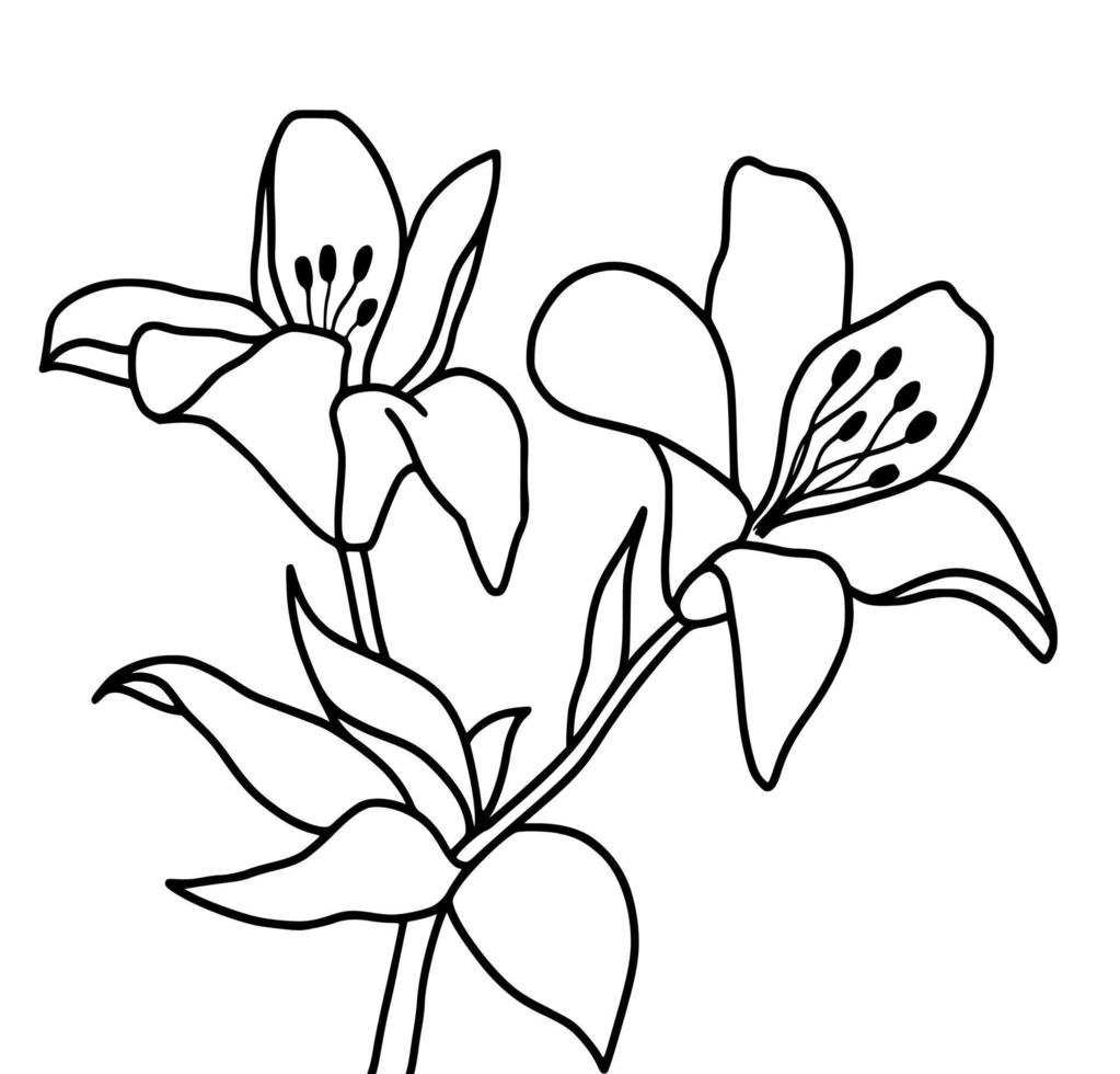 Outline flower of lily on white background. vector illustartion