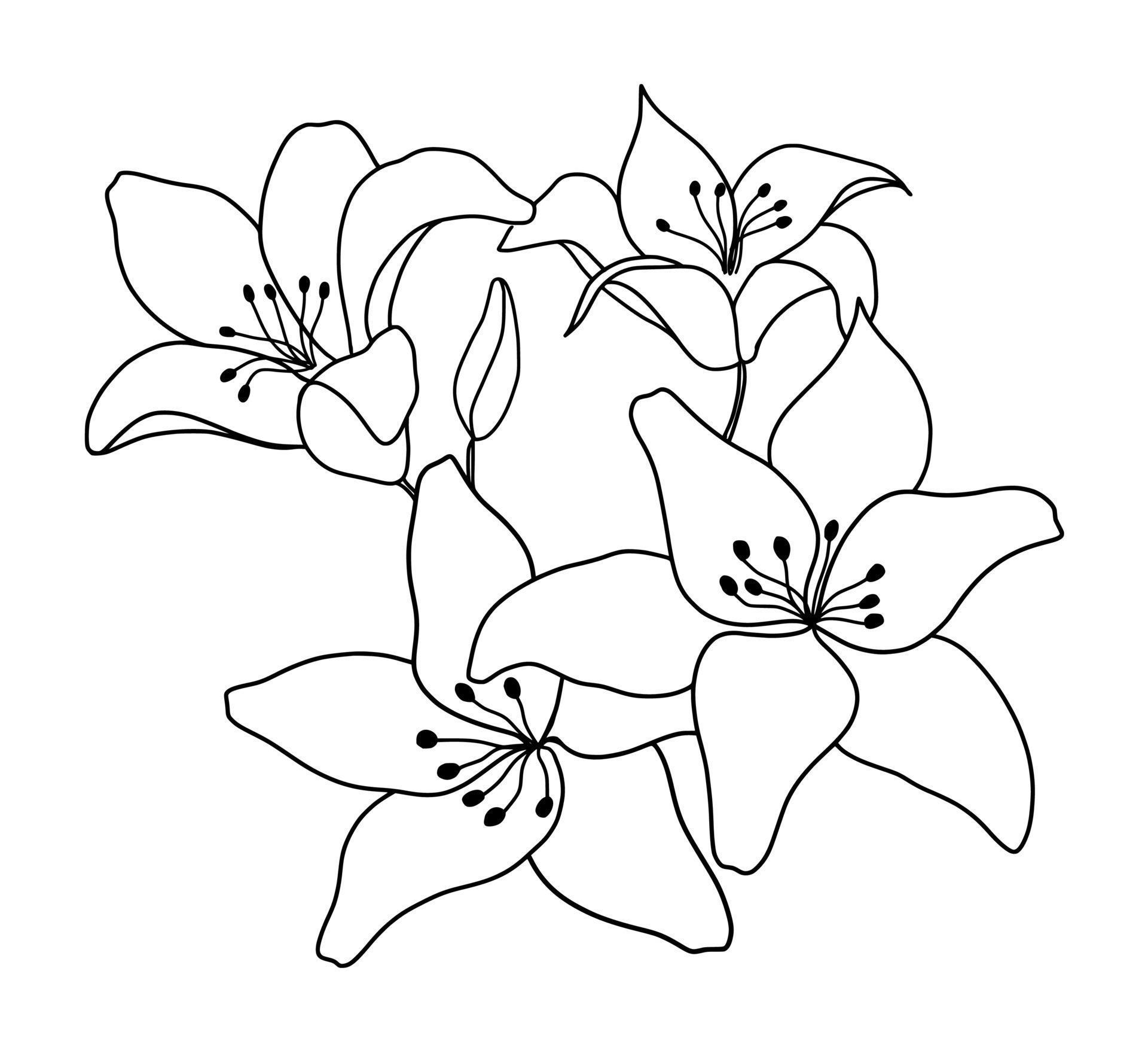 Outline flower of lily on white background. vector illustartion