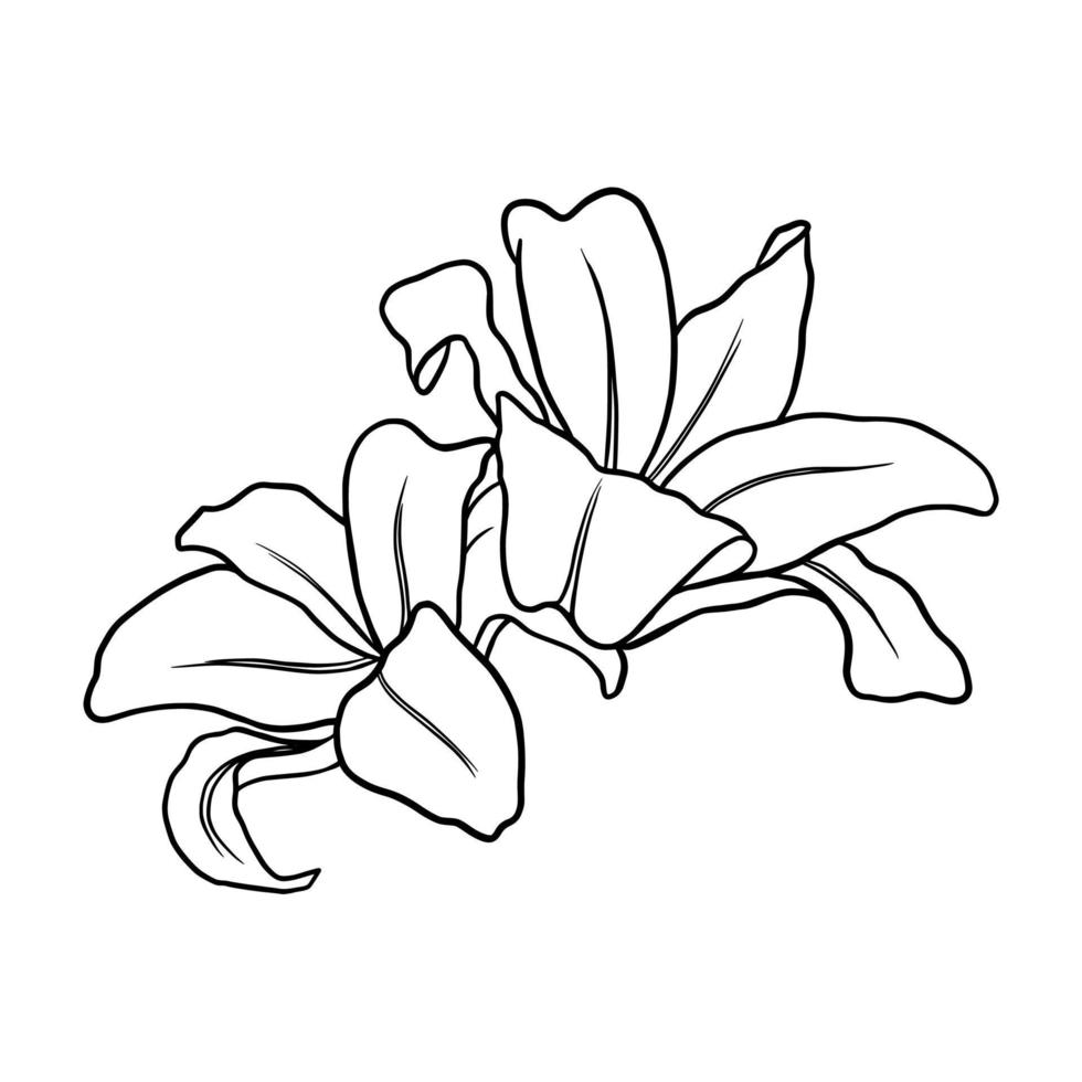 Outline flower of lily on white background. vector illustartion