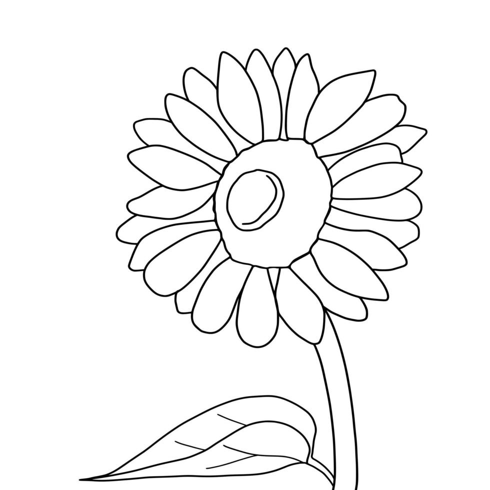 Outline sunflower isolated on white background. Vector illustartion.