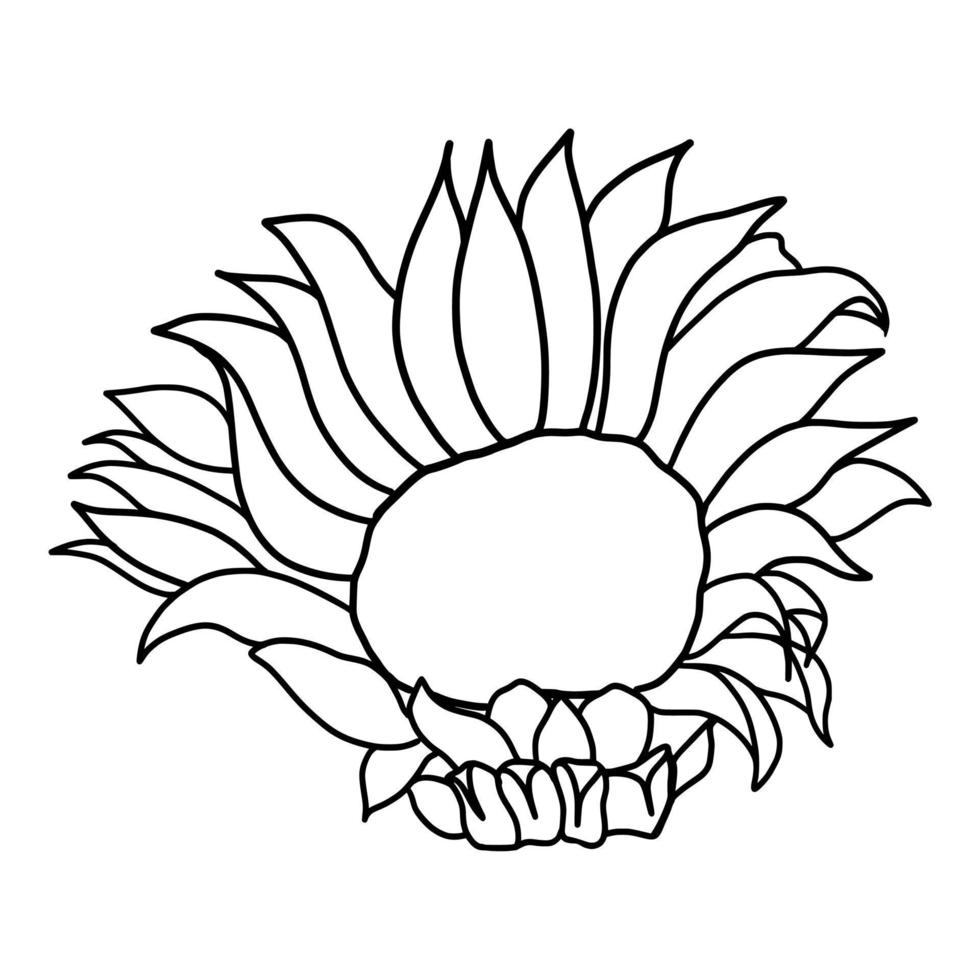 contorno girasol aislado en blanco antecedentes. vector ilustración