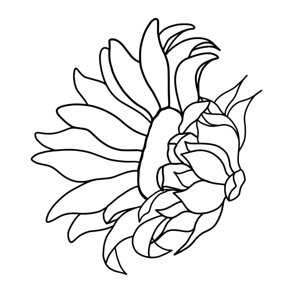 Outline sunflower isolated on white background. Vector illustartion.