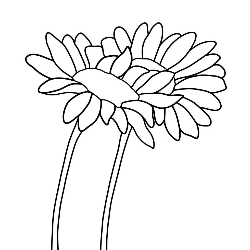 Outline sunflower isolated on white background. Vector illustartion.