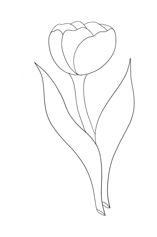 Outline tulip flower isolated on white background vector