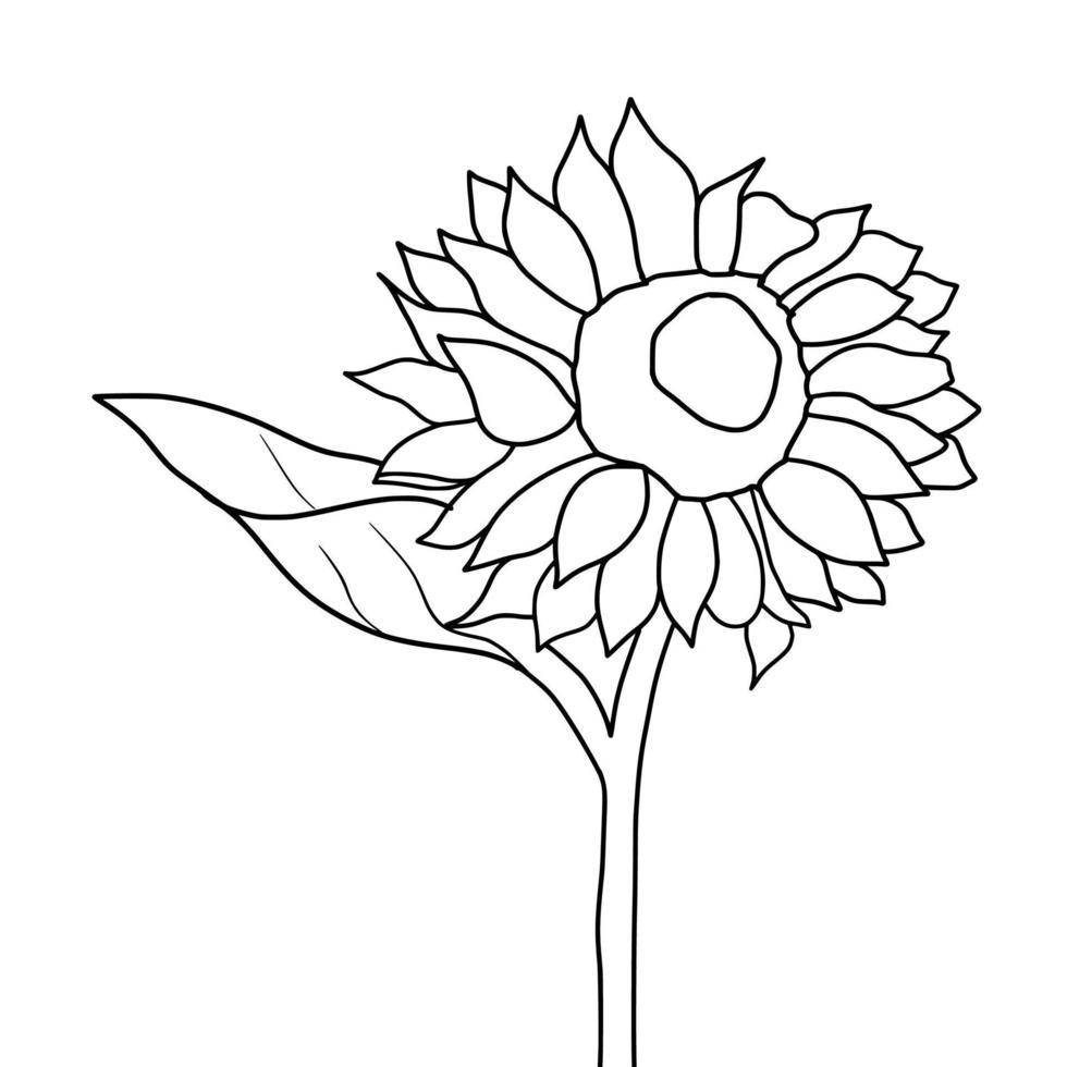 Outline sunflower isolated on white background. Vector illustartion.