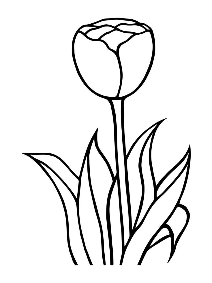 Outline tulip flower isolated on white background vector