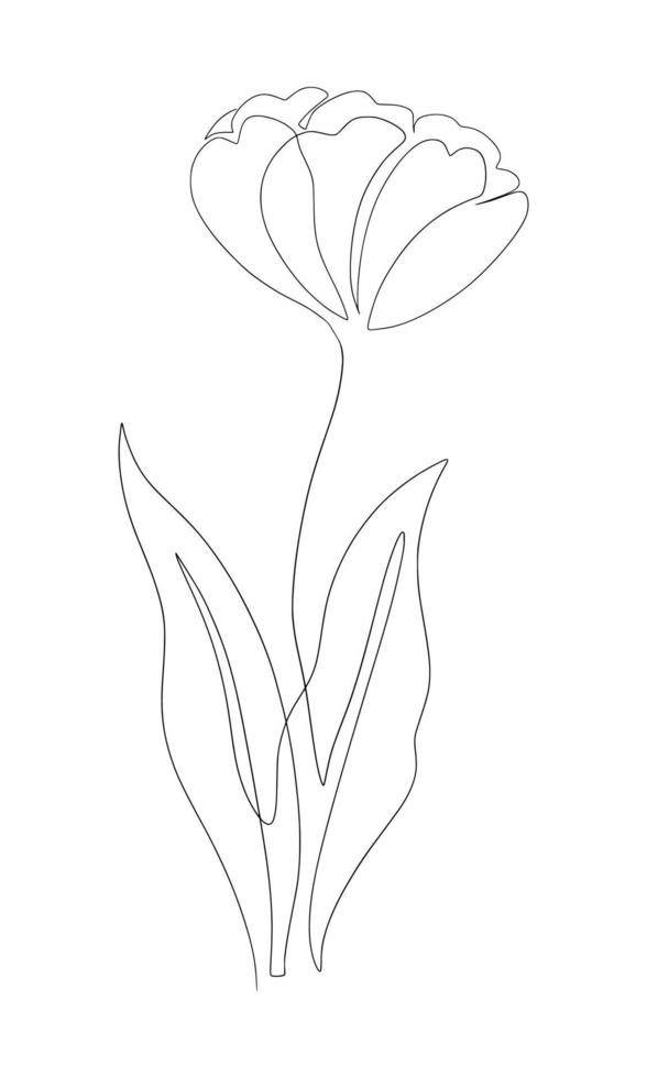 Tulips line art drawing vector