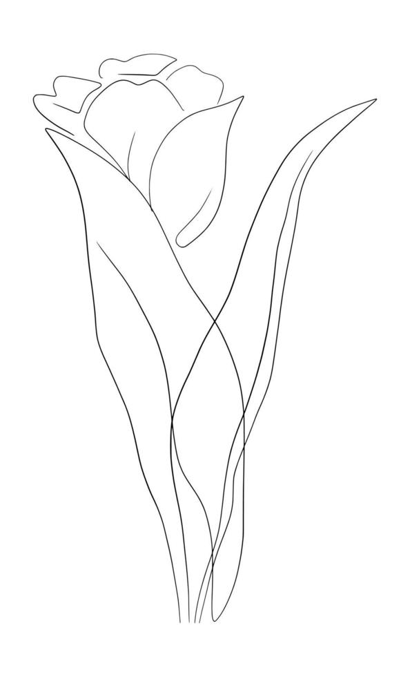 Tulips line art drawing 22663016 Vector Art at Vecteezy