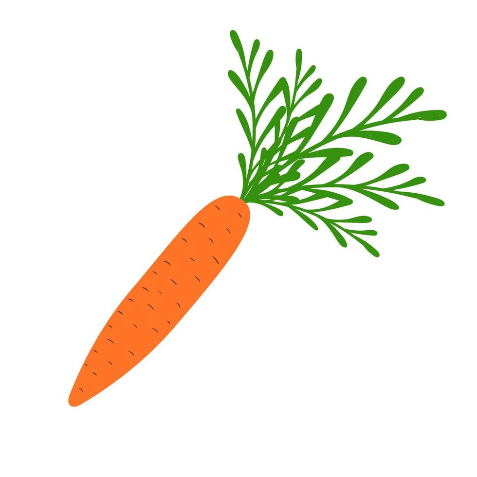 Carrot fresh juicy, healthy food, vegetables isolated on white background, icon vector