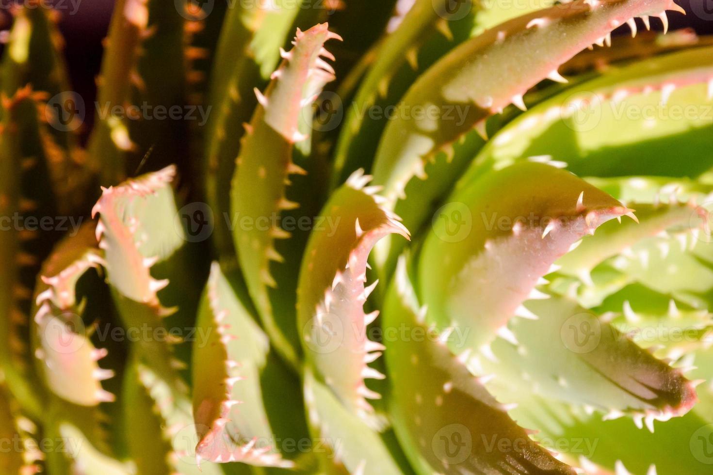 Background with succulents photo