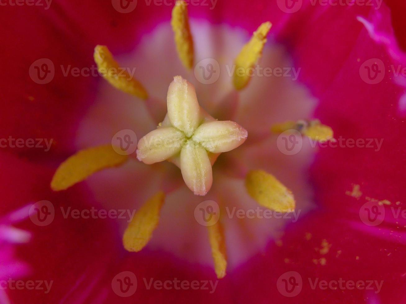 un flor de cerca foto