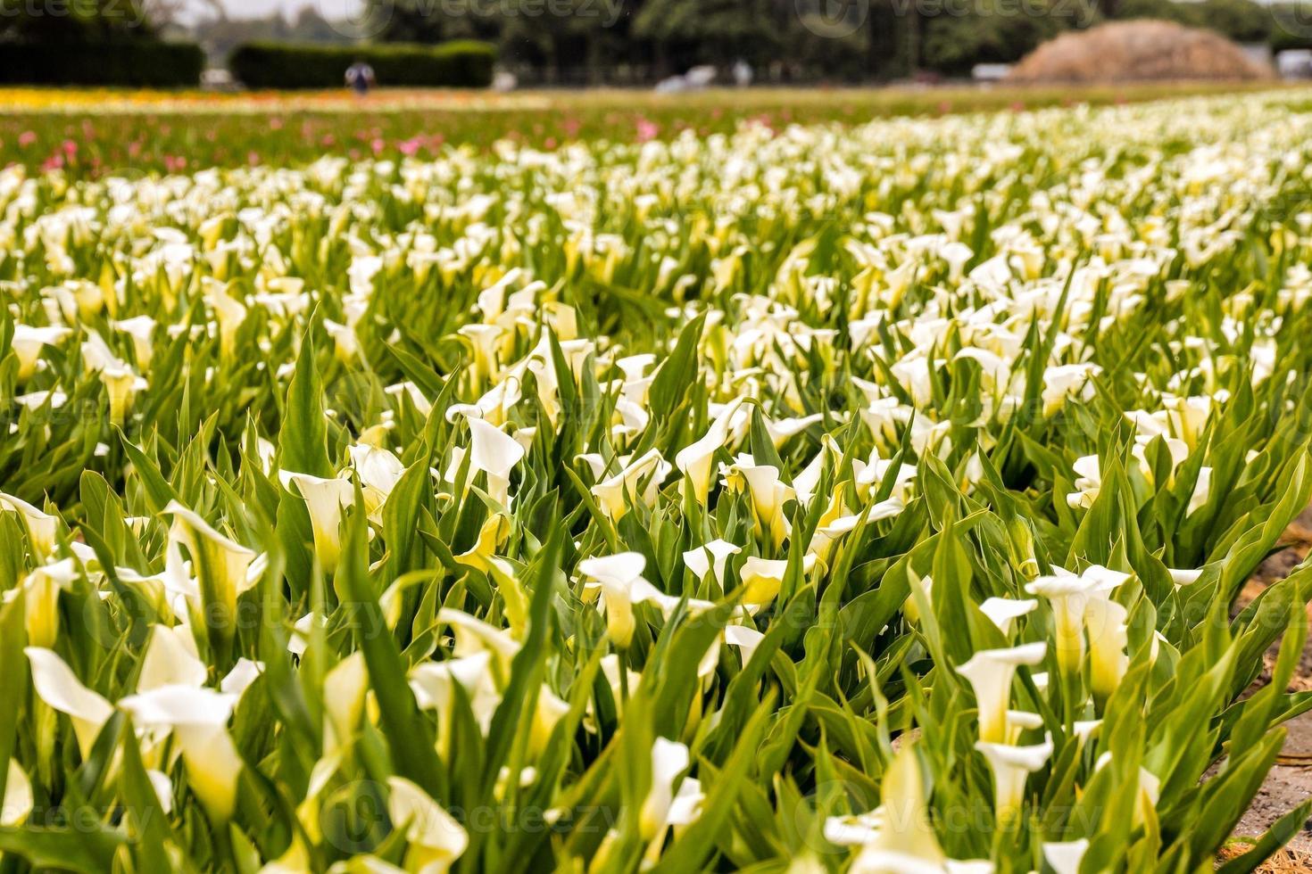 Background with flowers photo