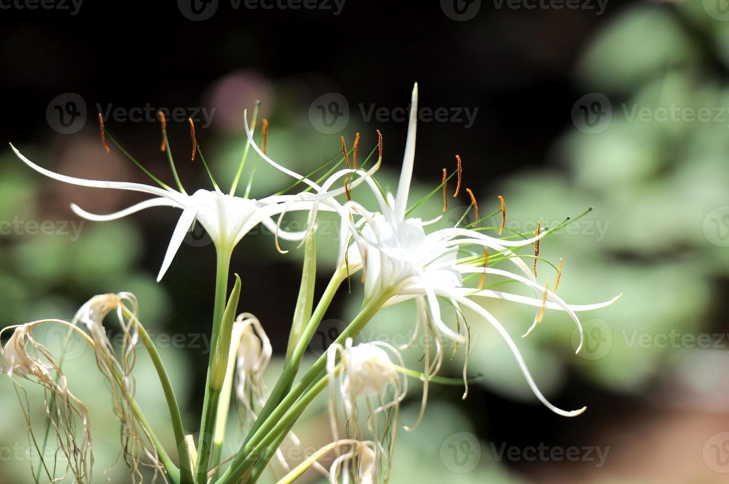 Background with flowers photo