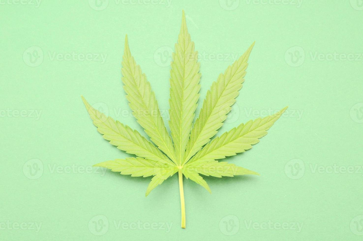 A marijuana leaf photo