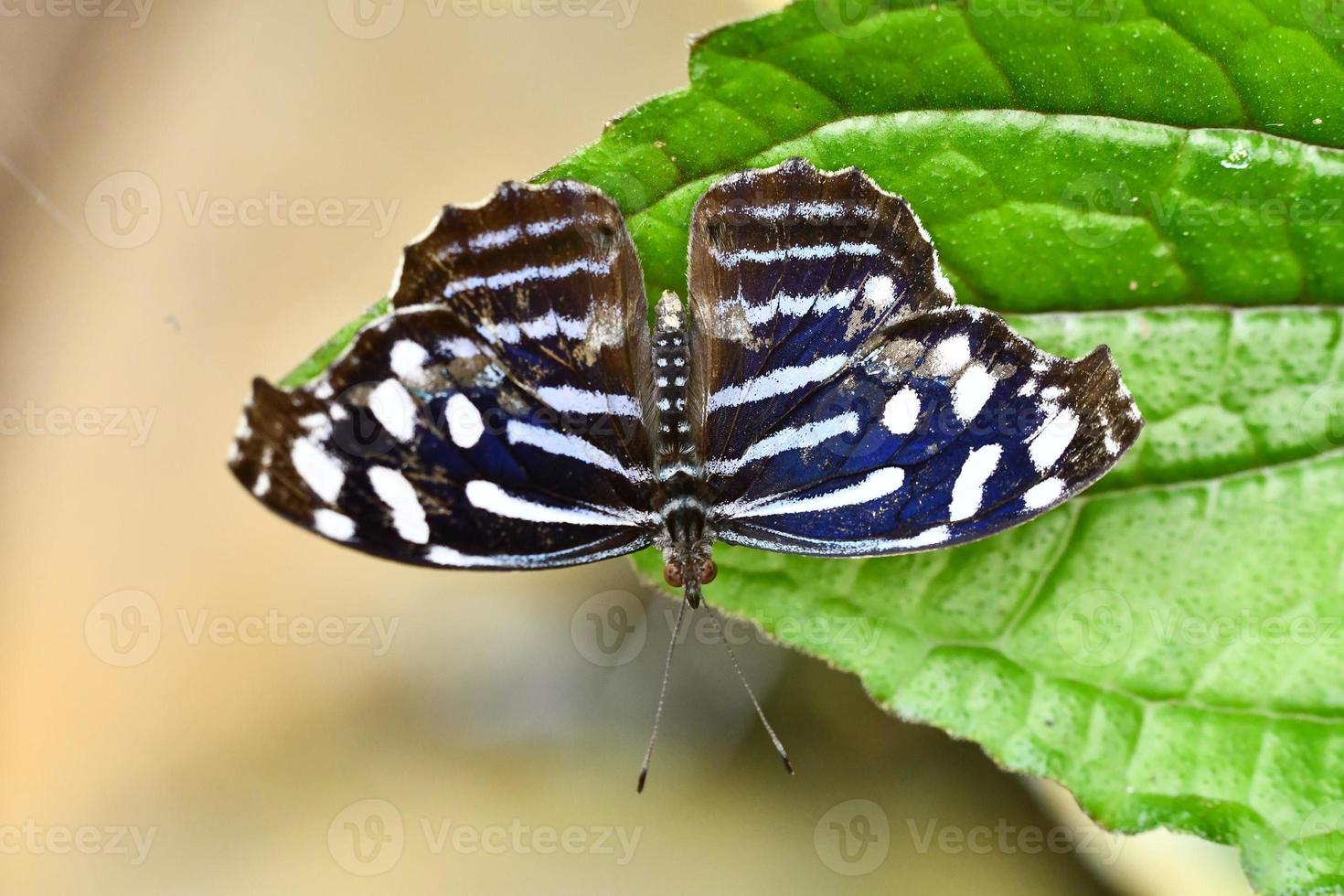 Background with butterfly photo