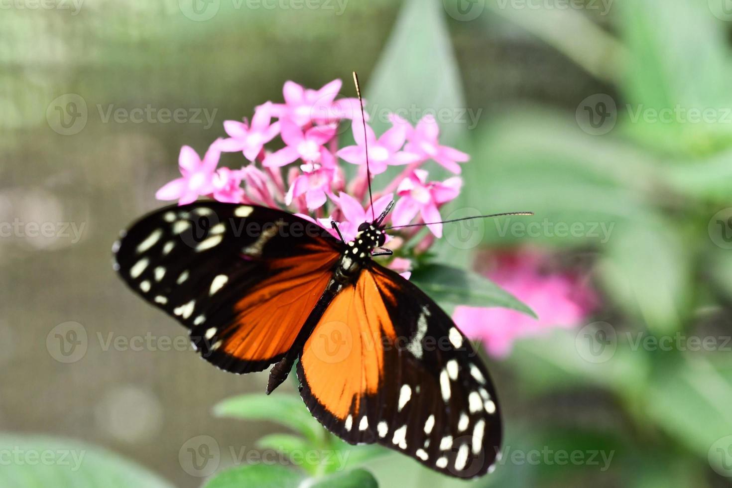 Background with butterfly photo