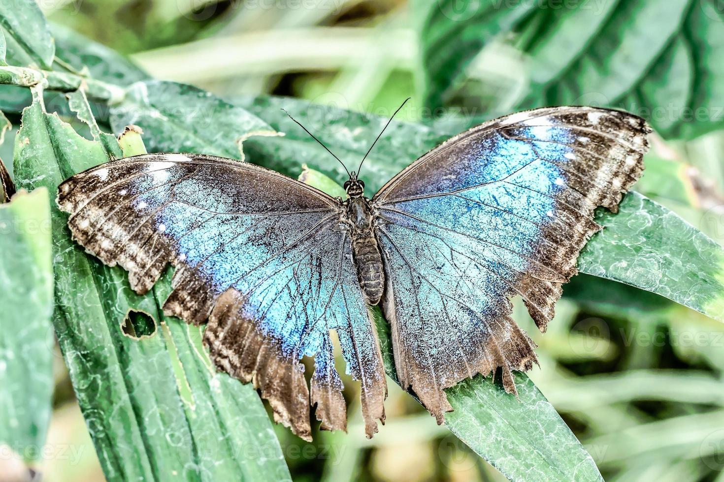 antecedentes con mariposa foto