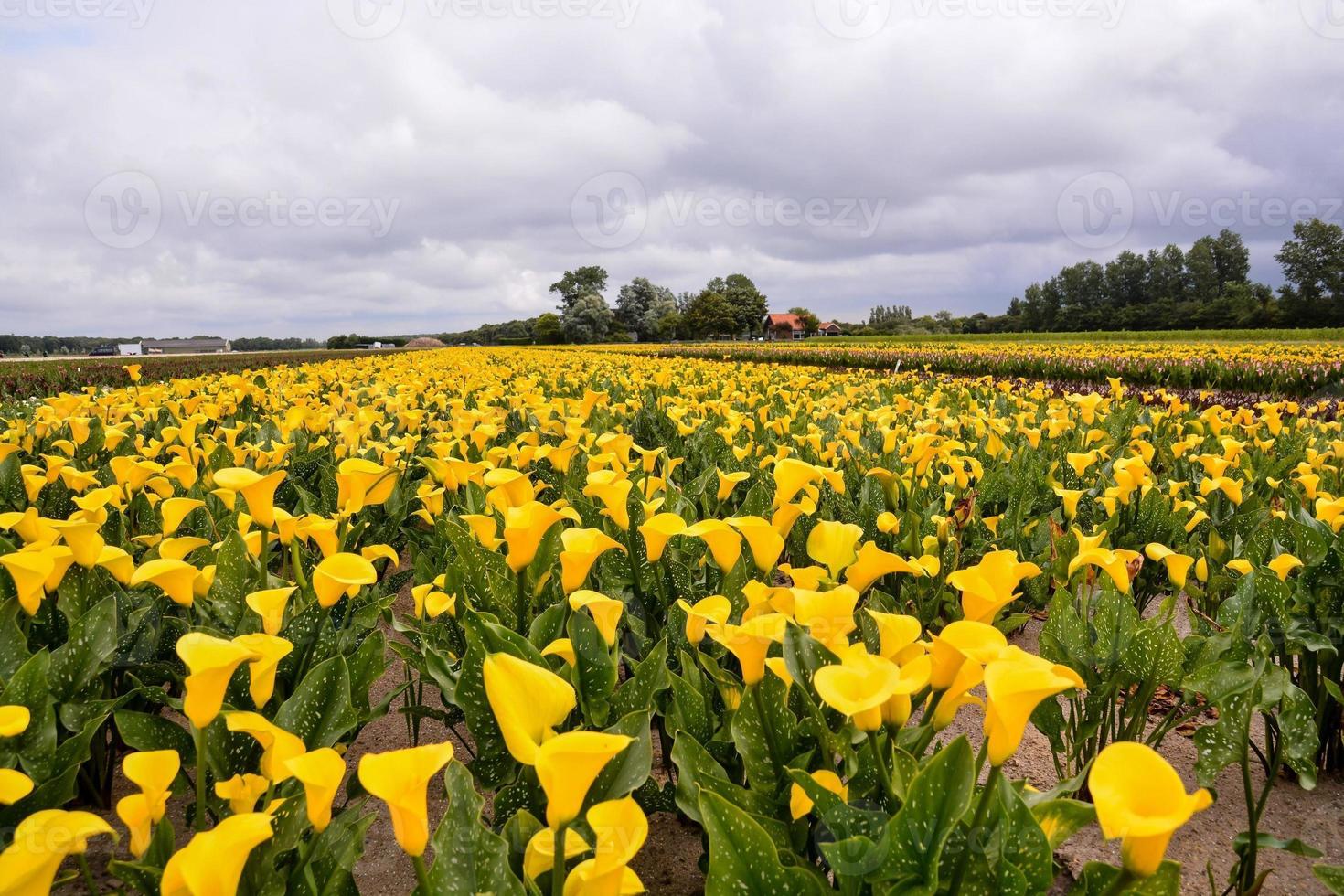 Background with flowers photo