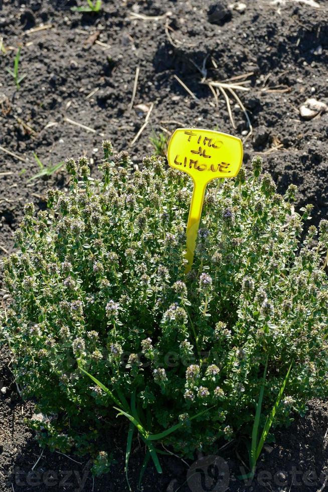 antecedentes con lavanda flores foto