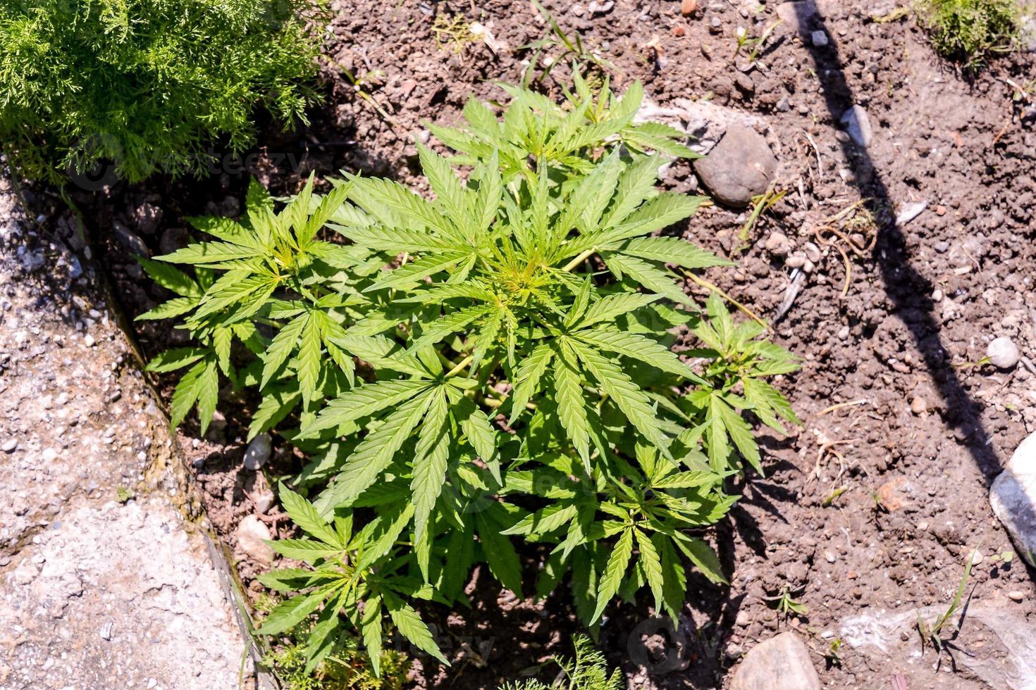 A marijuana plant photo