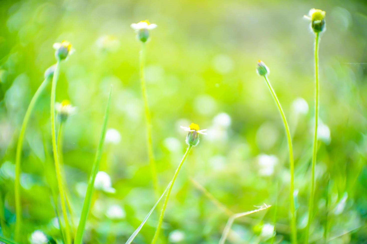Blurred,Soft light and green fresh nature meadow grass flowers of bokeh background photo