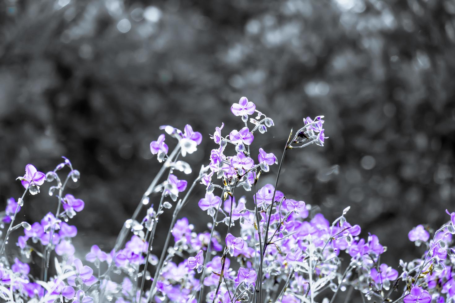 Blurred,Purple flower blossom on field. Beautiful growing and flowers on meadow blooming in the morning,selective focus nature on bokeh background,vintage style photo