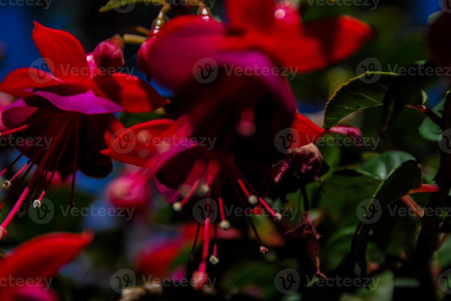 Background with flowers photo