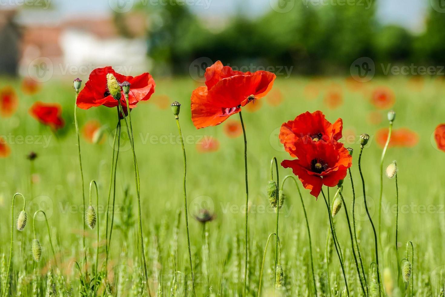 un campo con amapolas foto