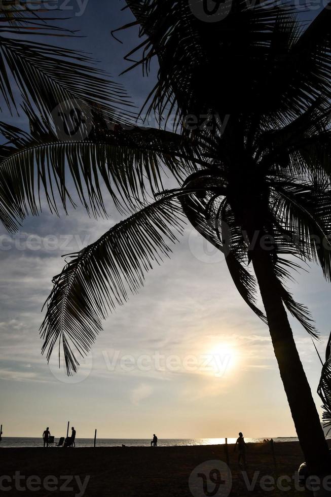 Tropical palm trees photo