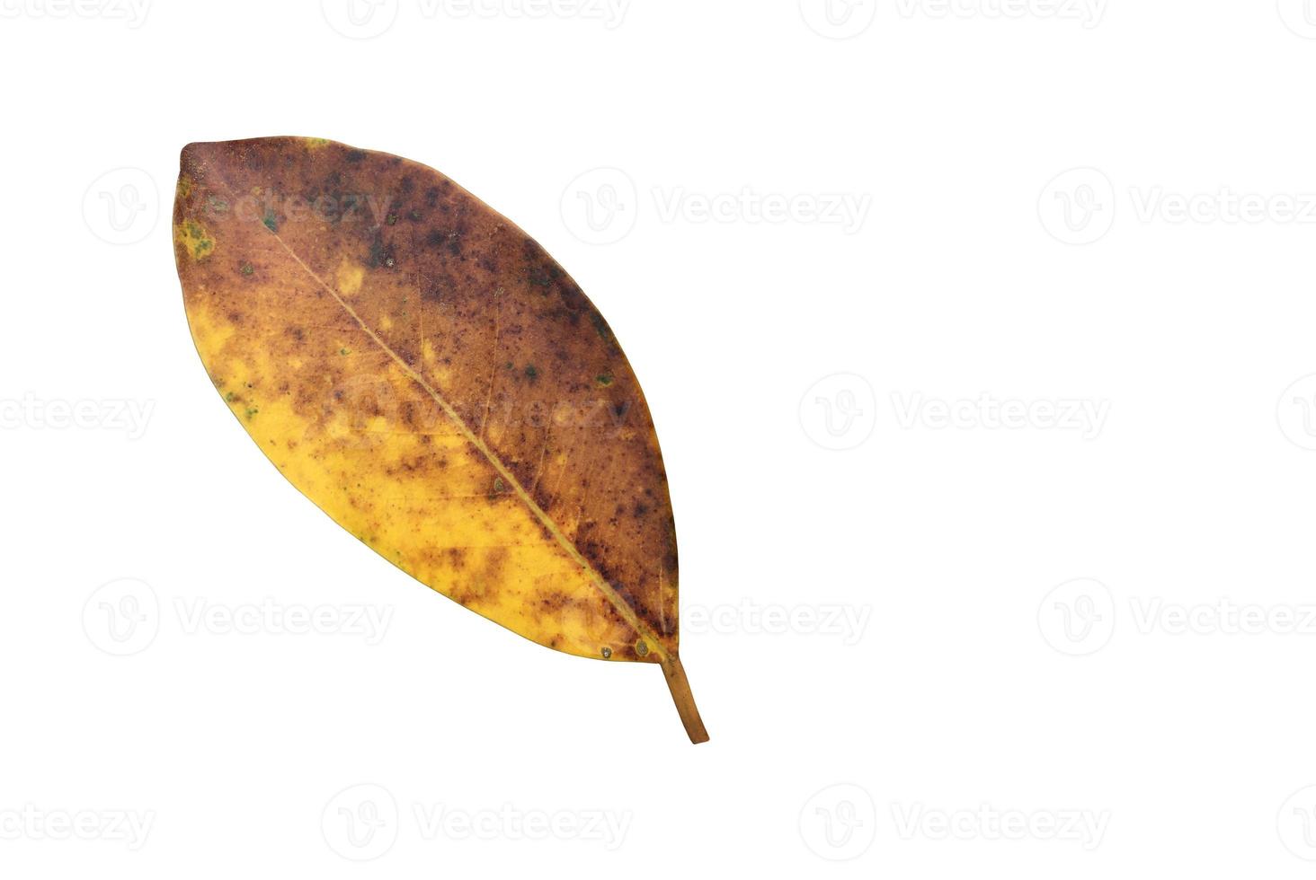 Isolated ficus benjamina leaf with clipping paths. photo