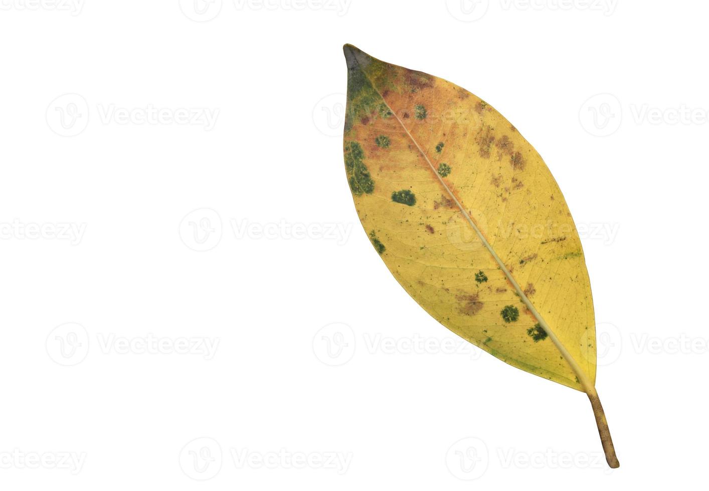 Isolated ficus benjamina leaf with clipping paths. photo