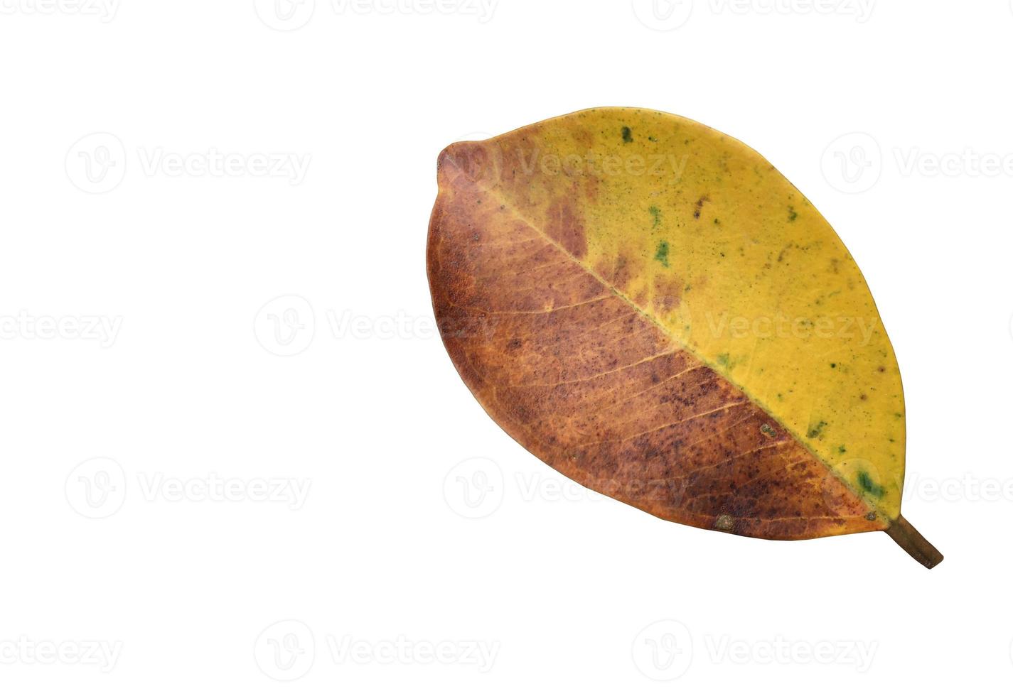 Isolated ficus benjamina leaf with clipping paths. photo