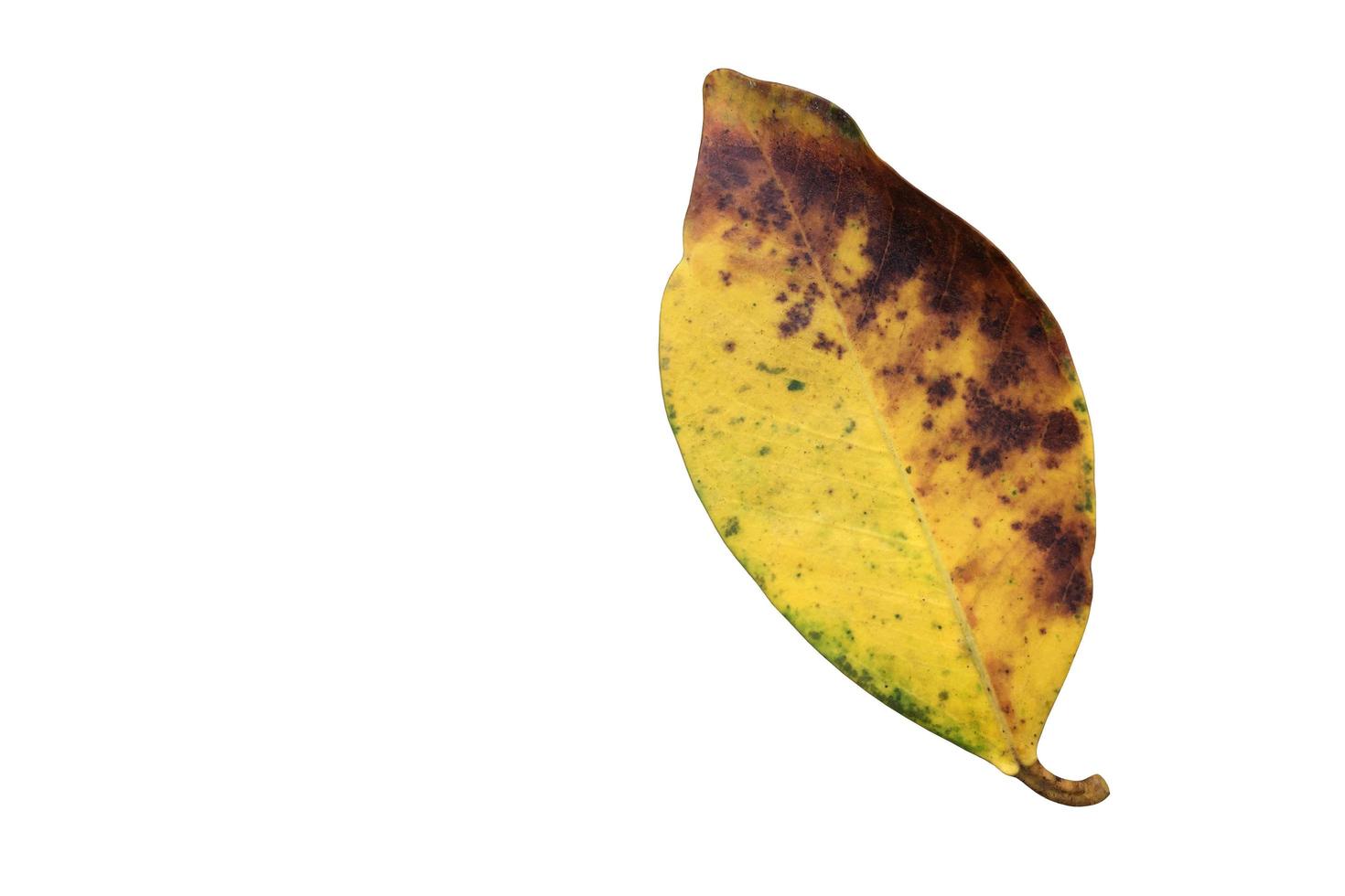 Isolated ficus benjamina leaf with clipping paths. photo