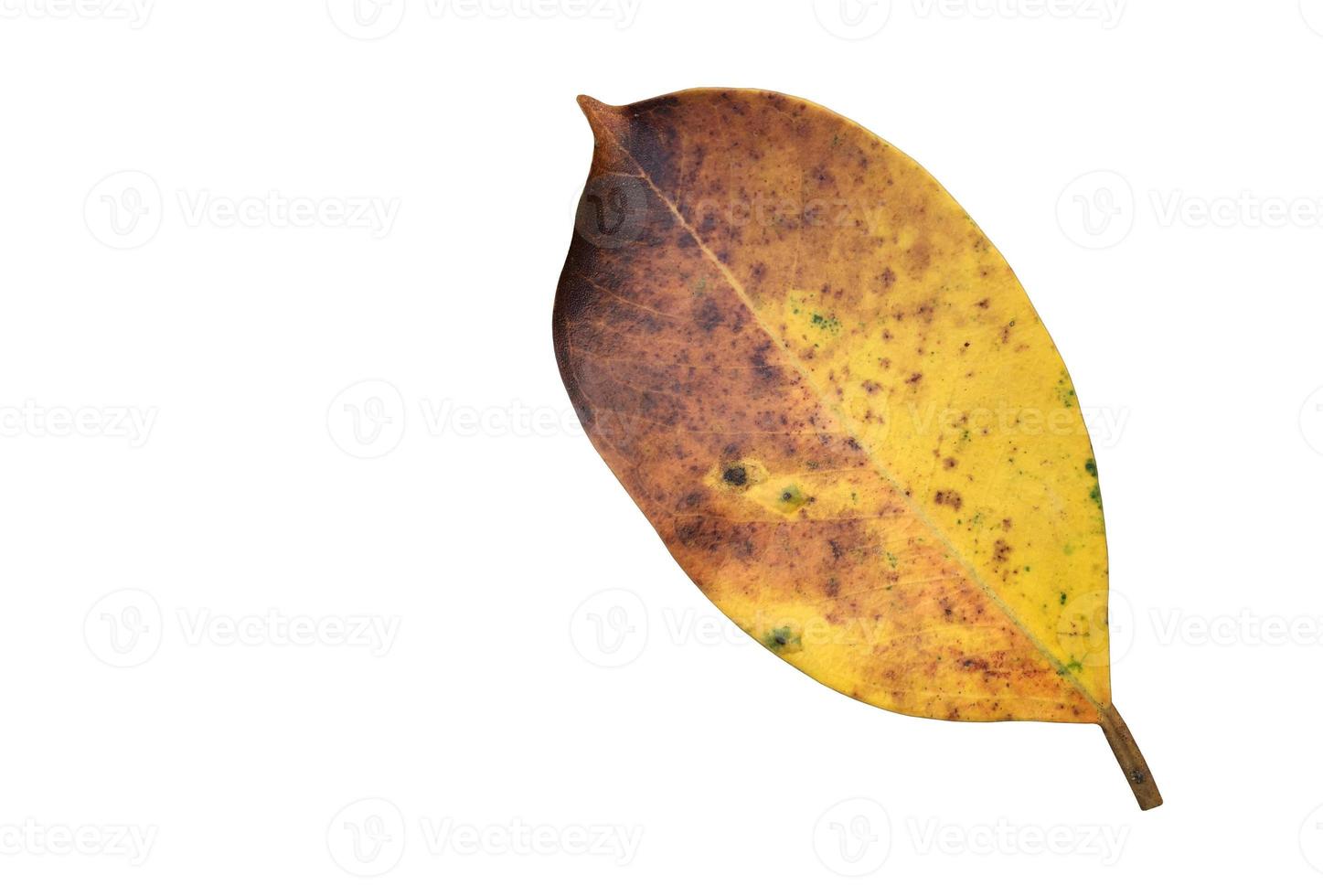 Isolated ficus benjamina leaf with clipping paths. photo