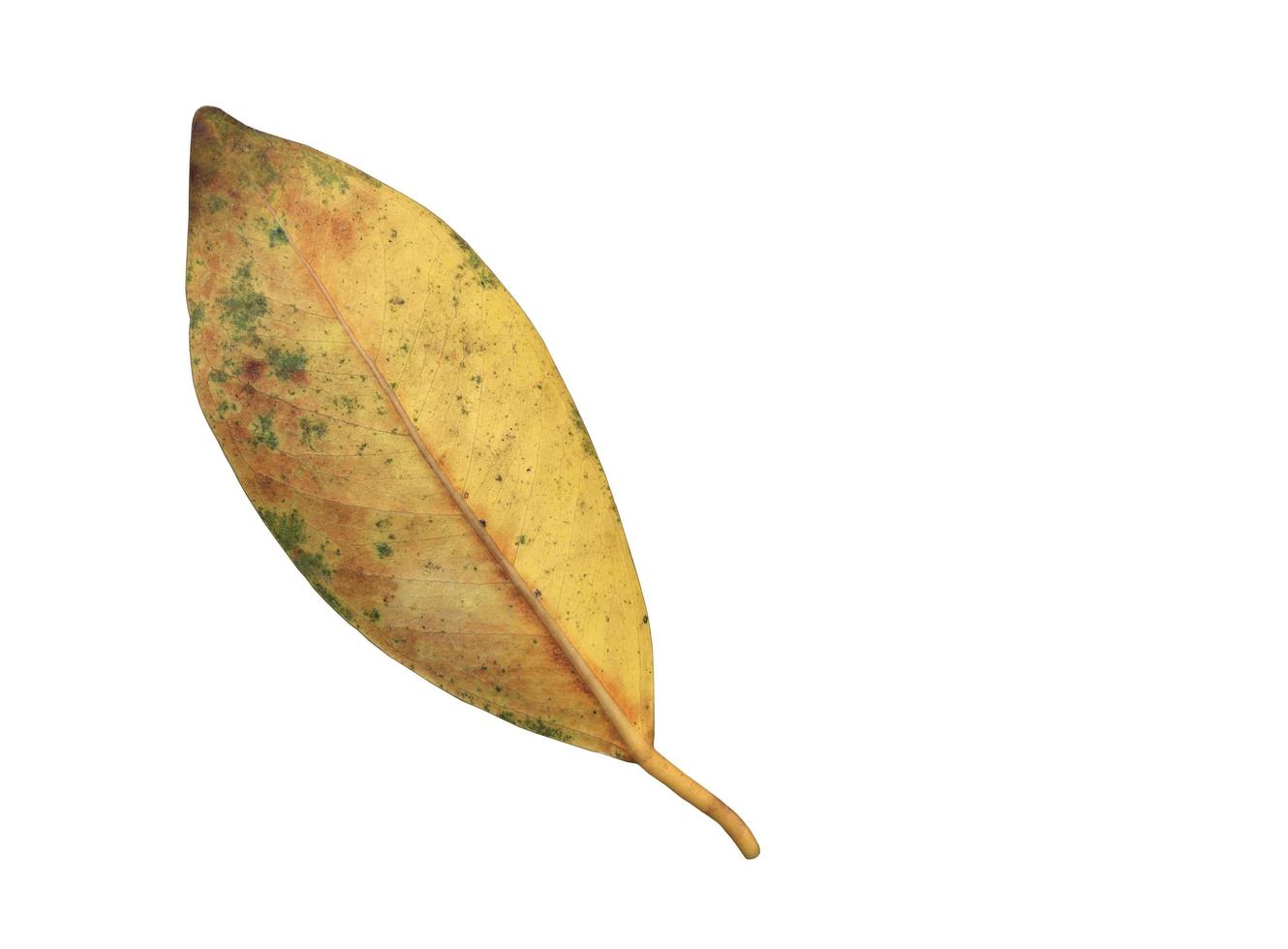 Isolated ficus benjamina leaf with clipping paths. photo